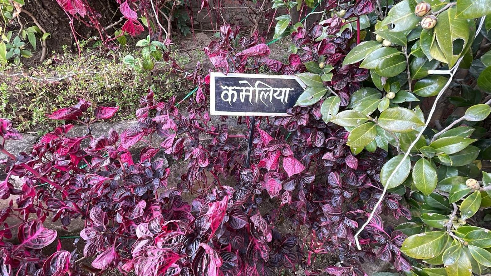 8Fold-Pinecrest By Larisa, Bhimtal Hotel Exterior foto